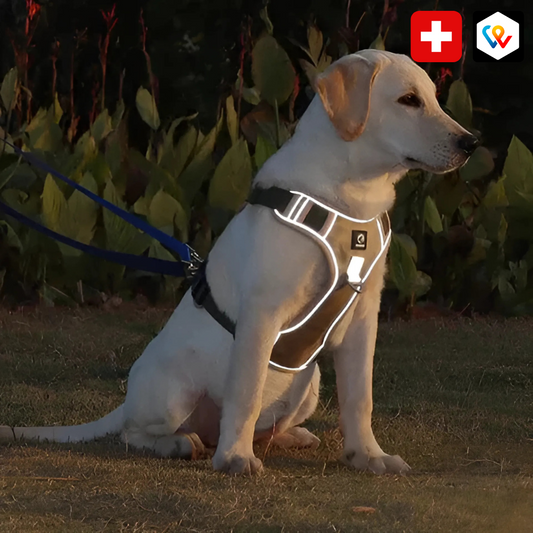 Anti-Zug-Geschirr | Angebotene Leine