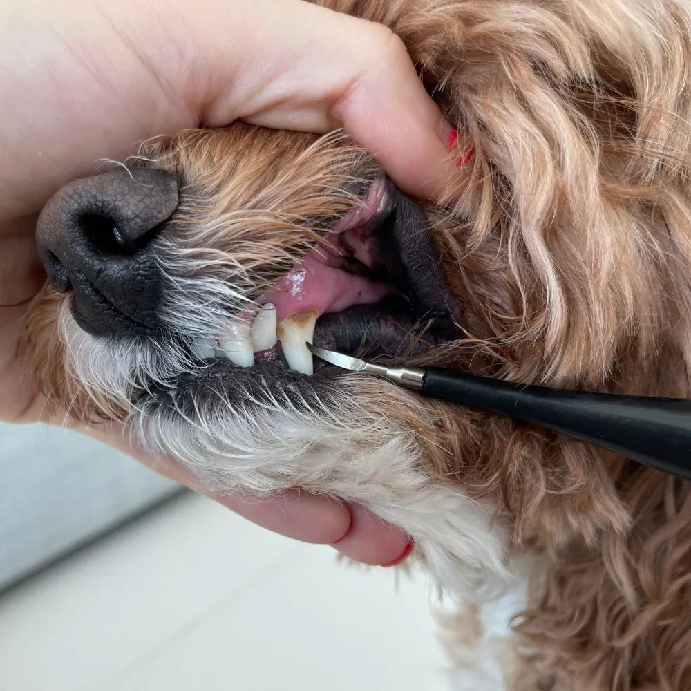 Kit di decalcificazione sonica per cani