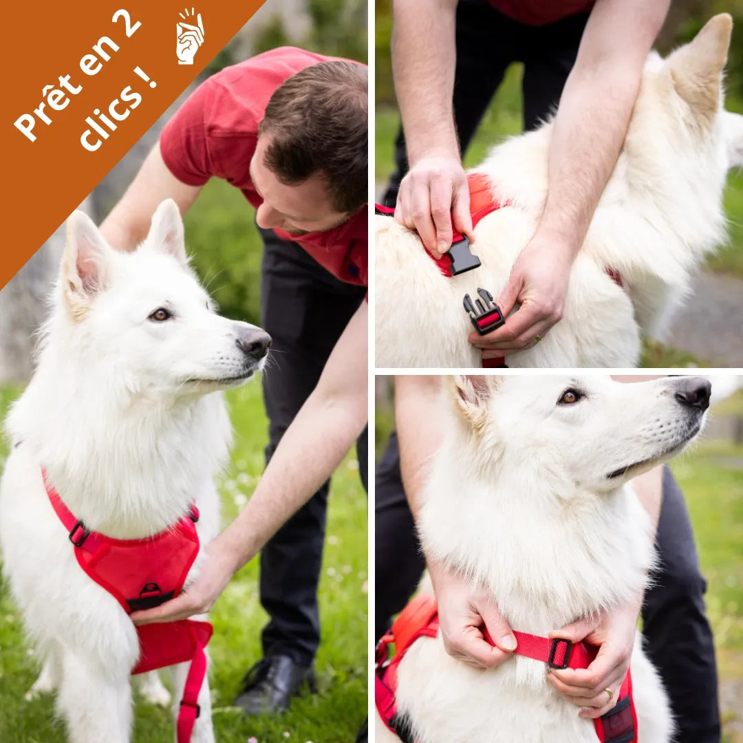 Pettorina per cani 2 in 1