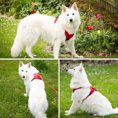 Pettorina per cani 2 in 1