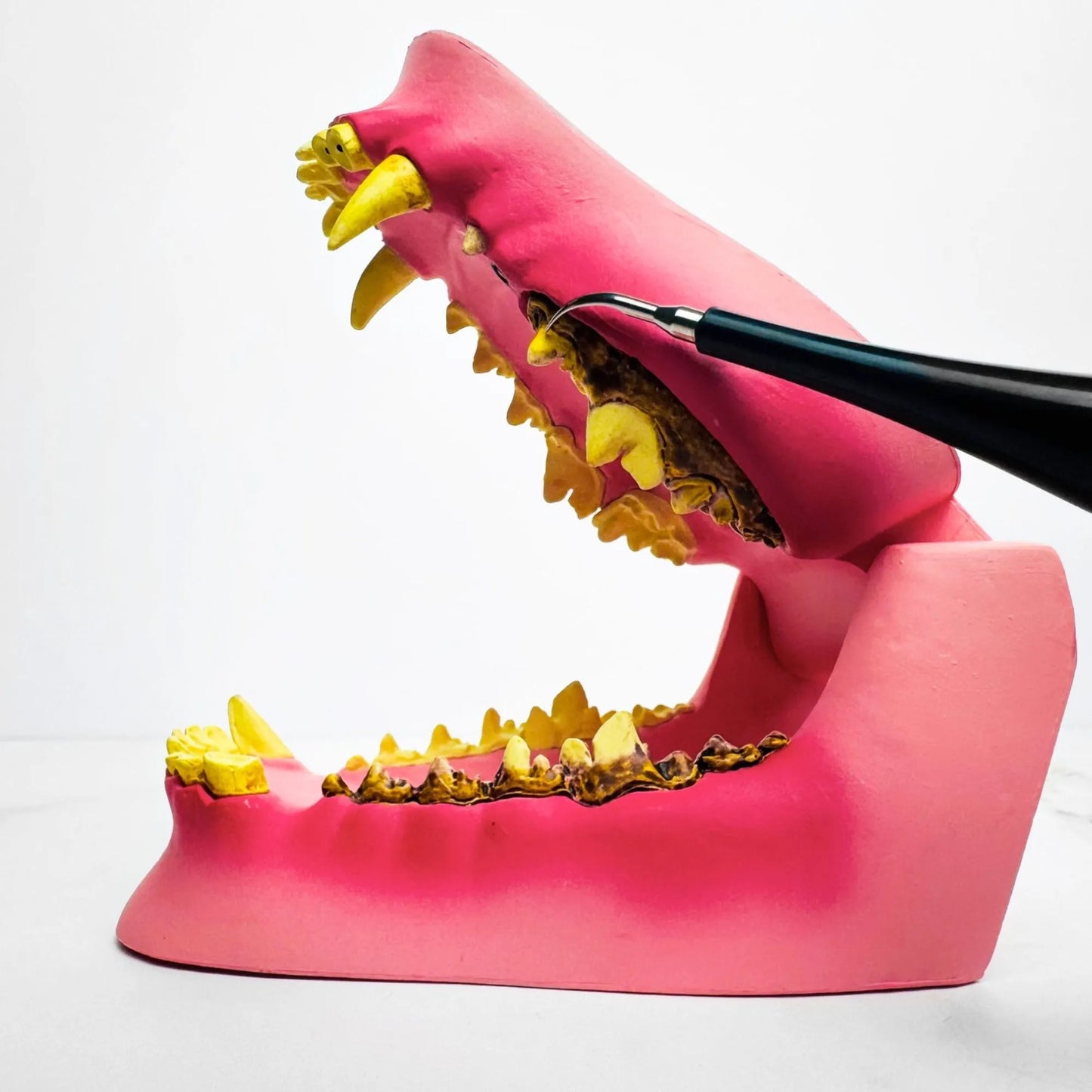 Kit di decalcificazione sonica per cani